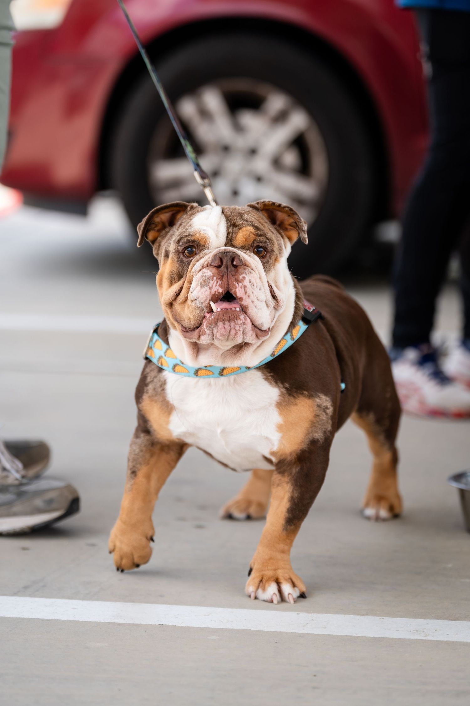 English bulldog wearing a colorful collar walking on a leash.