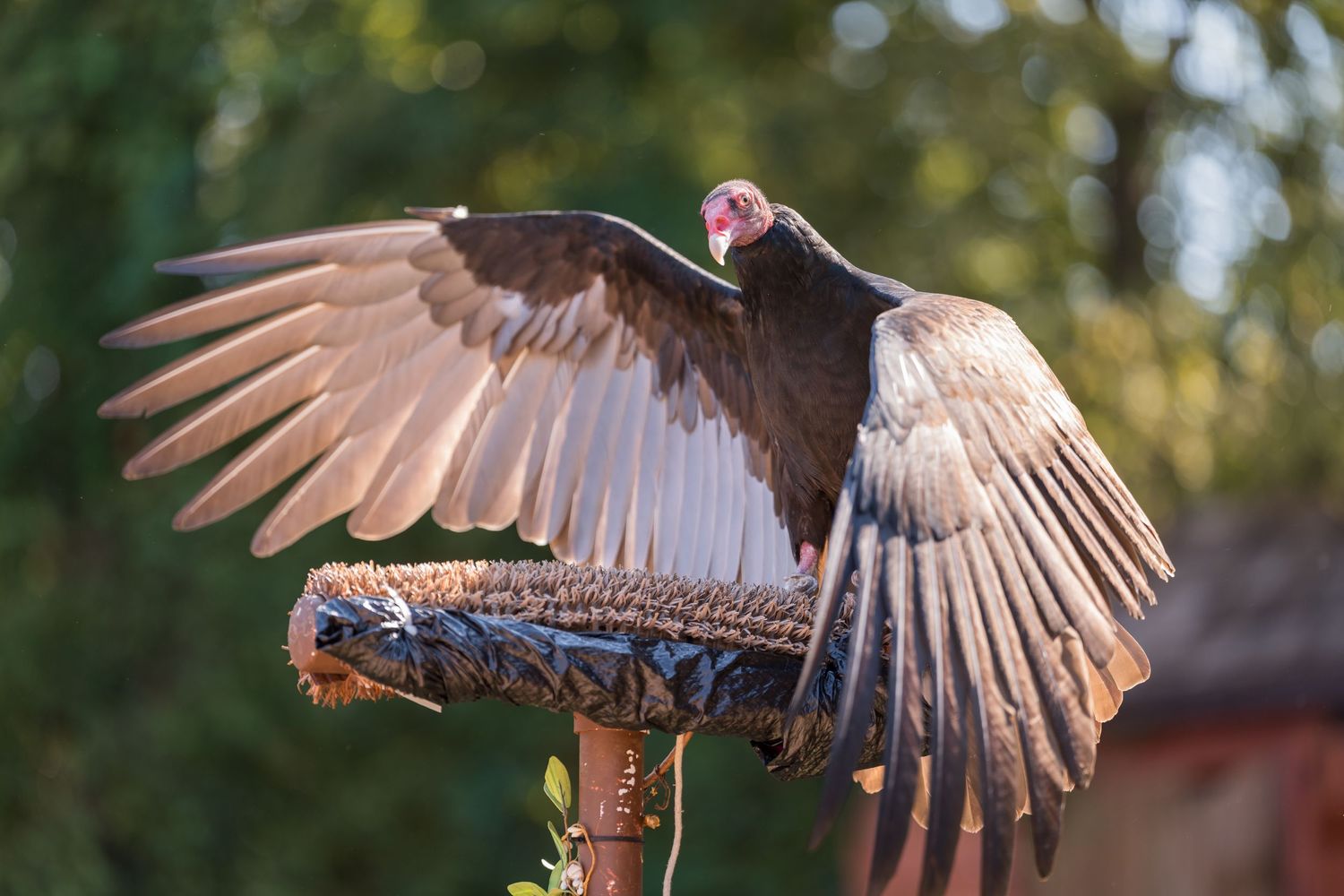 A vulture spreads its wings while perched on a decorated stand during a bird demonstration.