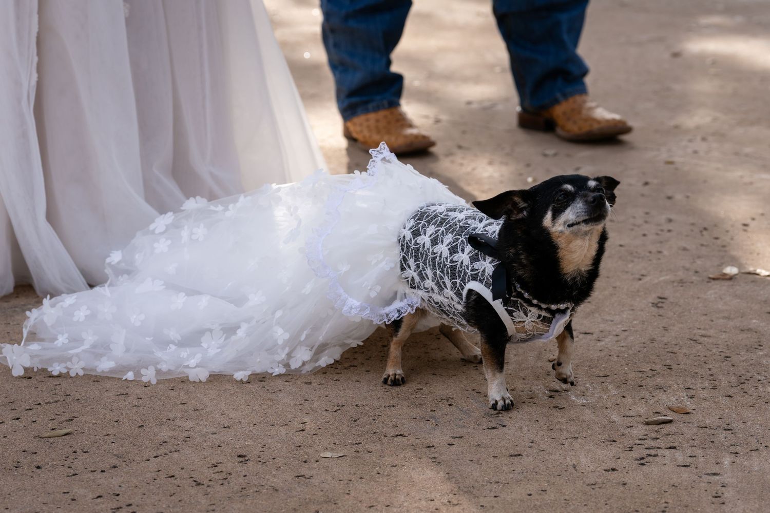 Small dog wearing a white ruffled wedding dress outfit stands near a bride's gown and cowboy boots at an outdoor wedding.