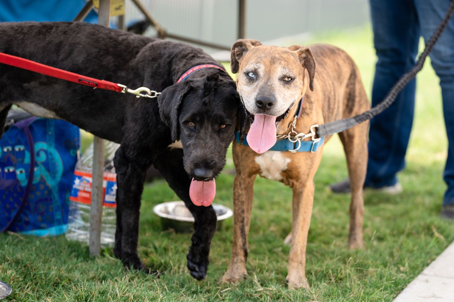Two friendly dogs on leashes, one black and one tan, standing together on grass.