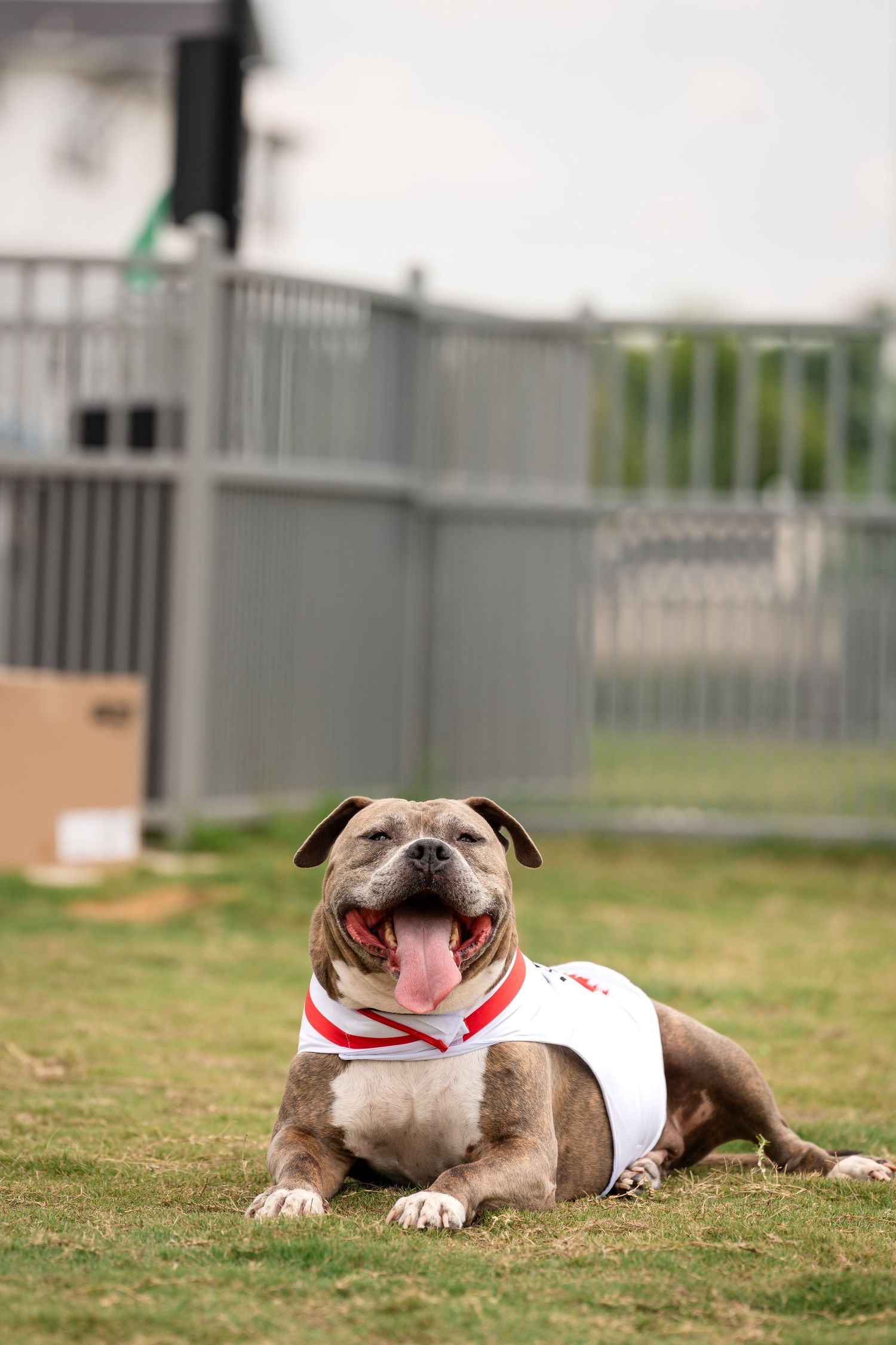 A relaxed bulldog wearing a white and red outfit lies on grass with a happy expression.