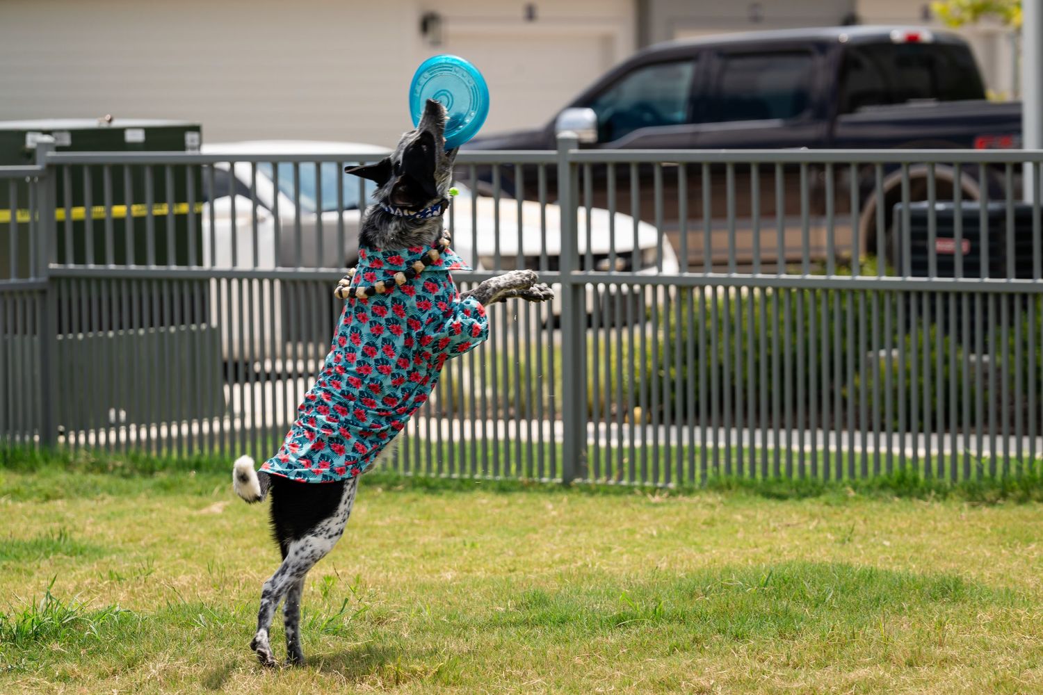 A dog in a colorful outfit leaps high to catch a blue frisbee during outdoor play.