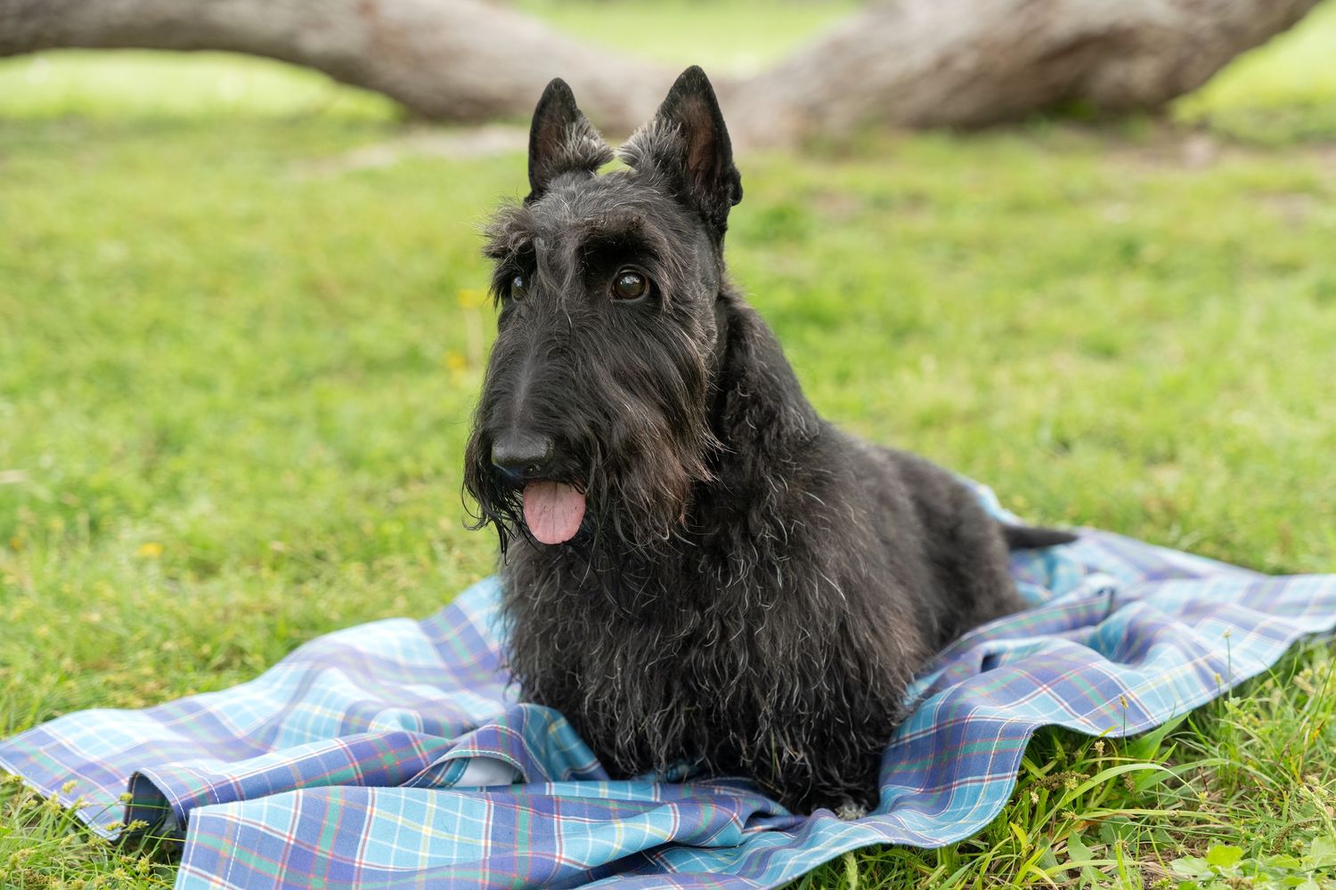 A black Scottish Terrier dog lying on a plaid blanket in green grass with tongue out.