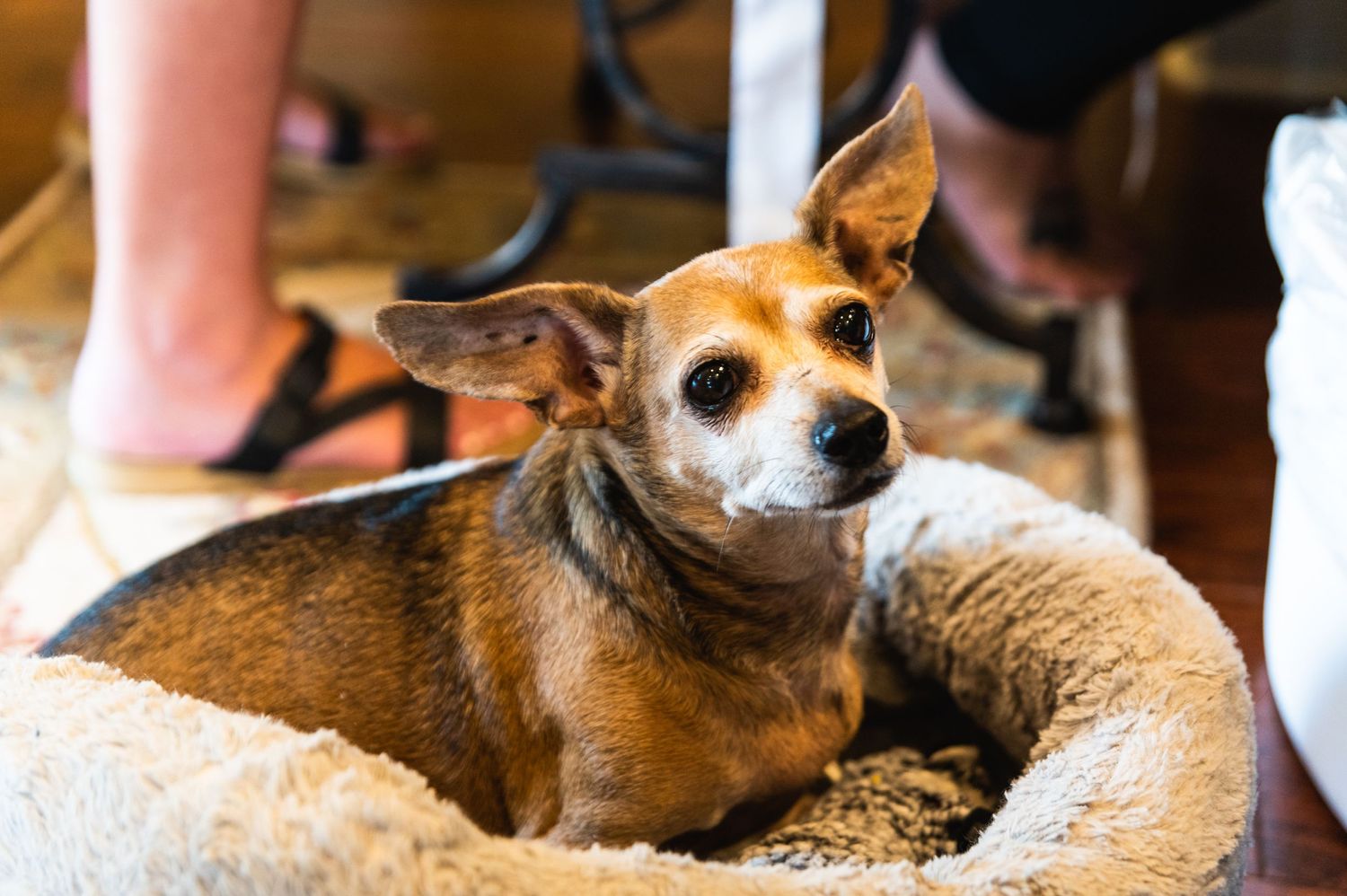 Small brown and white chihuahua mix resting in plush dog bed during wedding preparations.