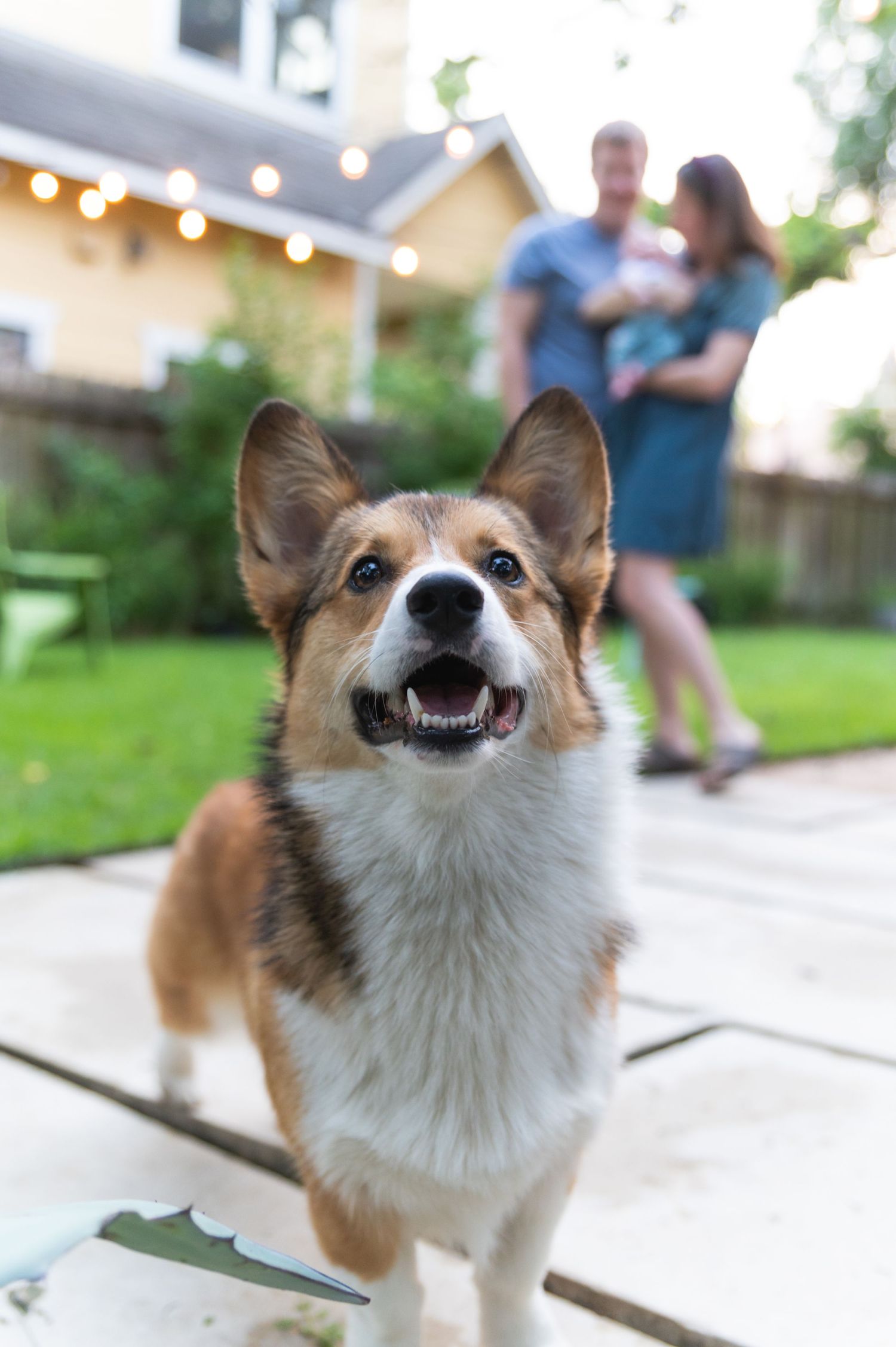 A happy Corgi dog smiling at the camera in a backyard with string lights visible in background.