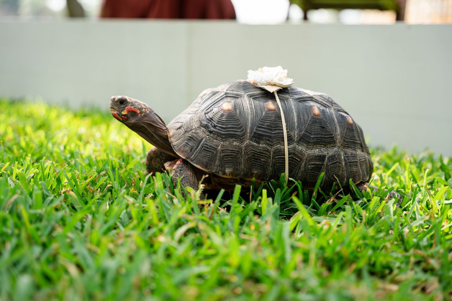 A red-footed tortoise walks through green grass with direct sunlight illuminating its dark shell.