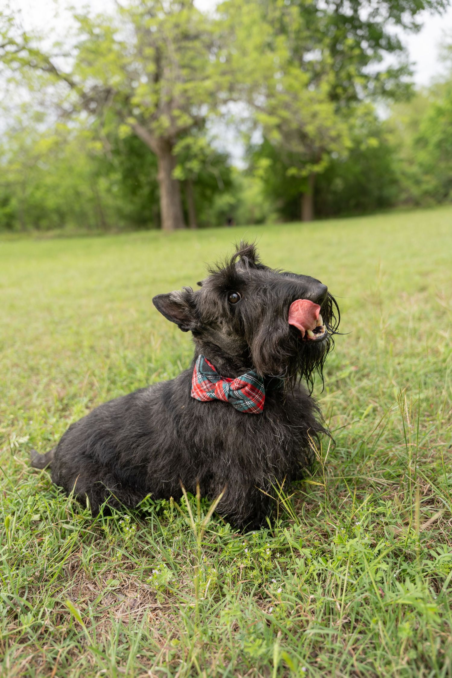Black Scottish Terrier dog with plaid bow tie lying in green grass, licking its nose outdoors.