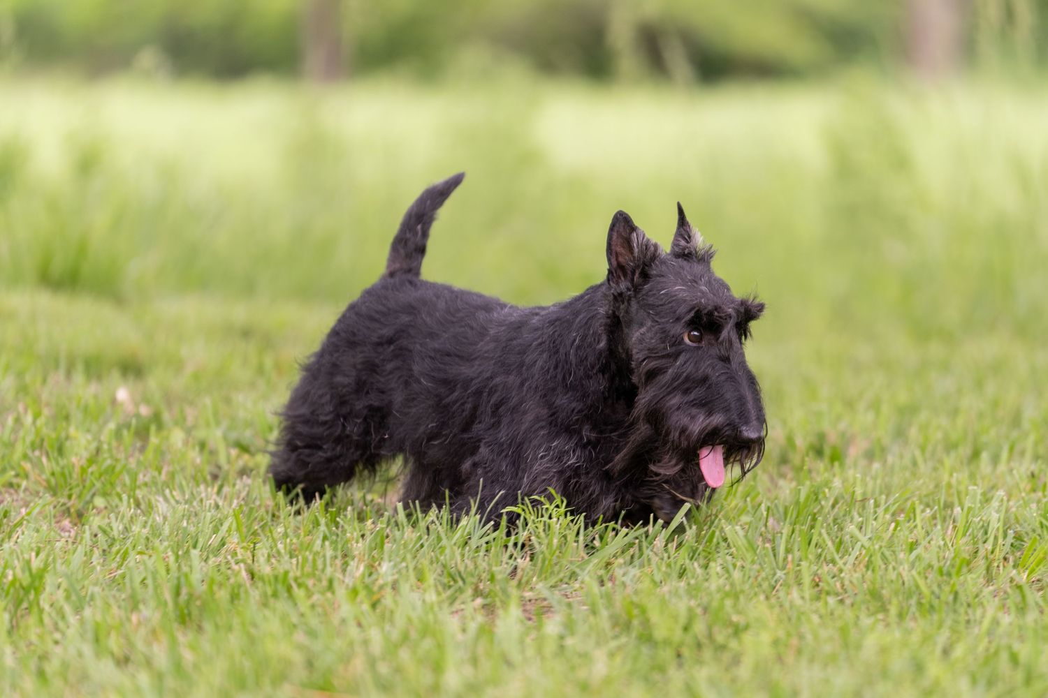 A black Scottish Terrier runs playfully through lush green grass with its tongue out on a sunny day.