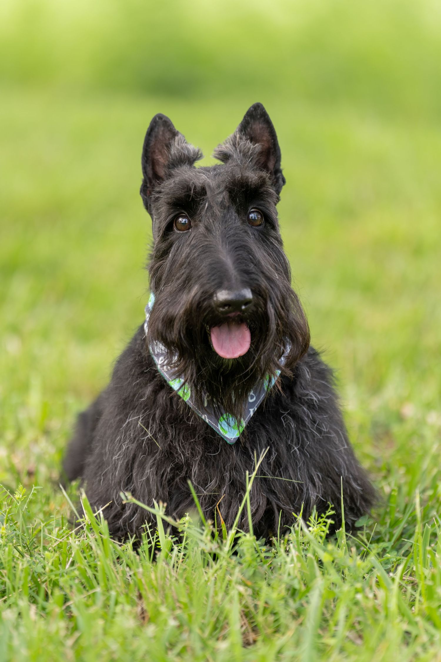 Black Scottish Terrier dog sitting in green grass outdoors, wearing a colorful bandana with tongue out.