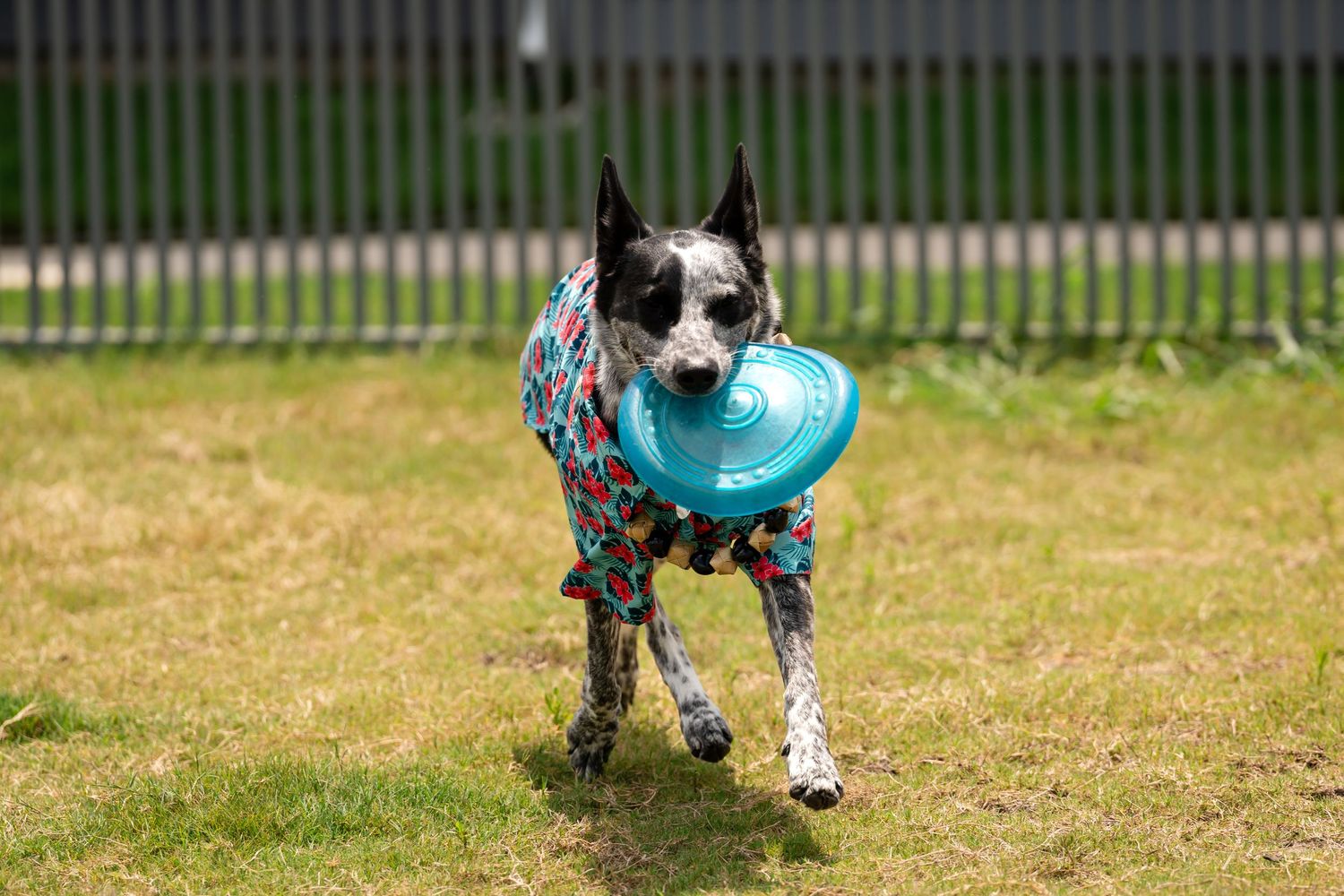 A cattle dog carries a blue frisbee while running on grass wearing a patterned outfit.
