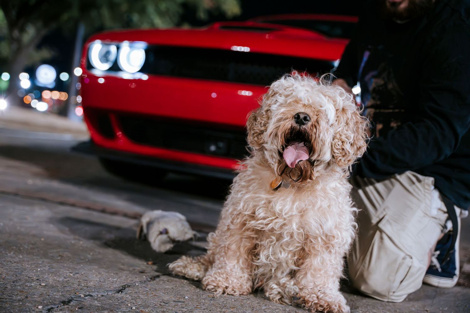 Curly haired white dog sitting in front of red sports car at night.