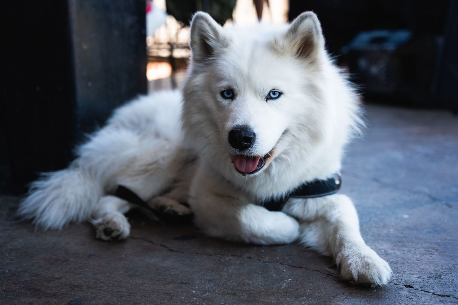 Beautiful white Samoyed dog with fluffy fur laying down and smiling at camera.