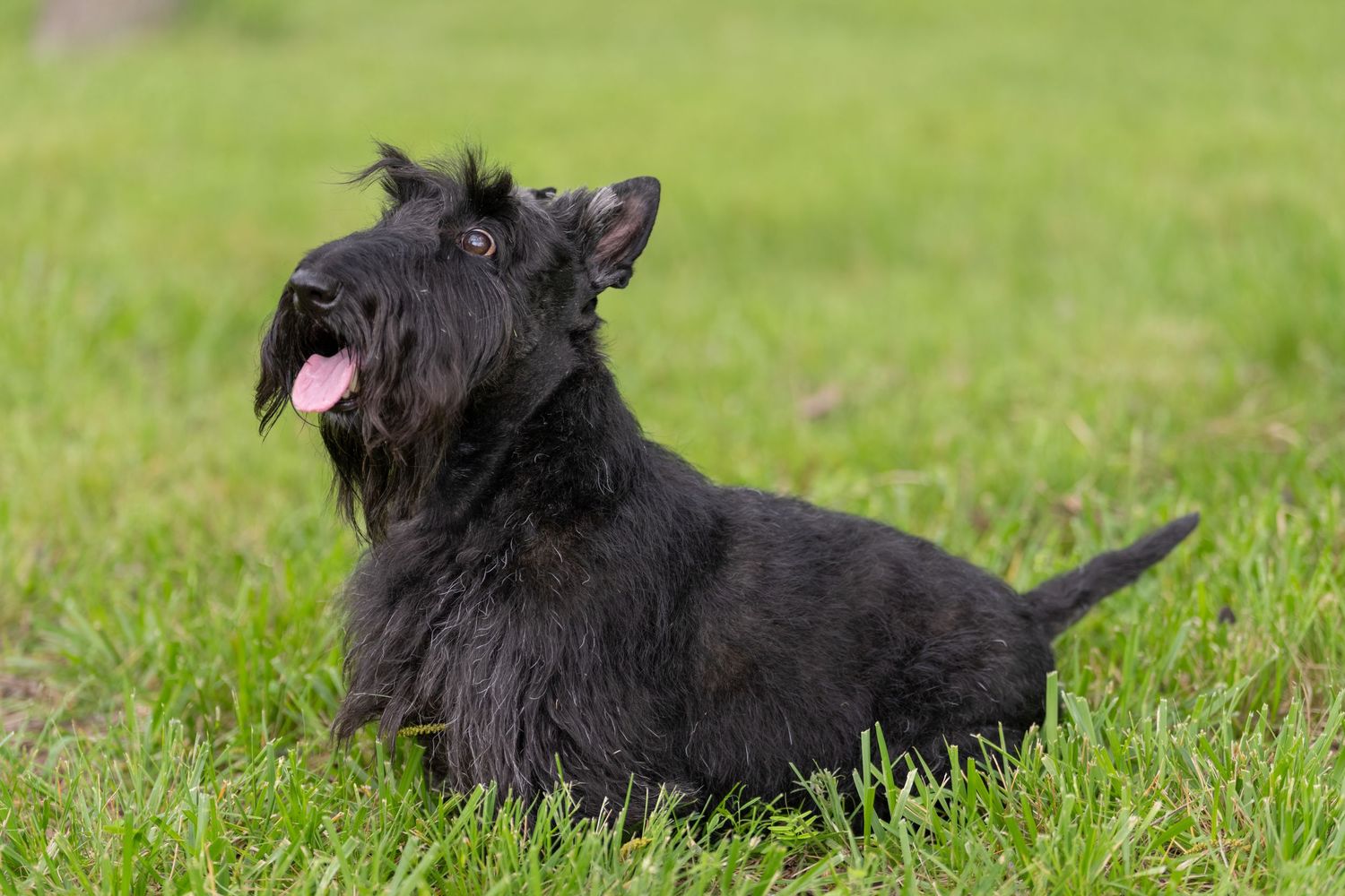 Black Scottish Terrier dog sitting on green grass with tongue out on a sunny day.