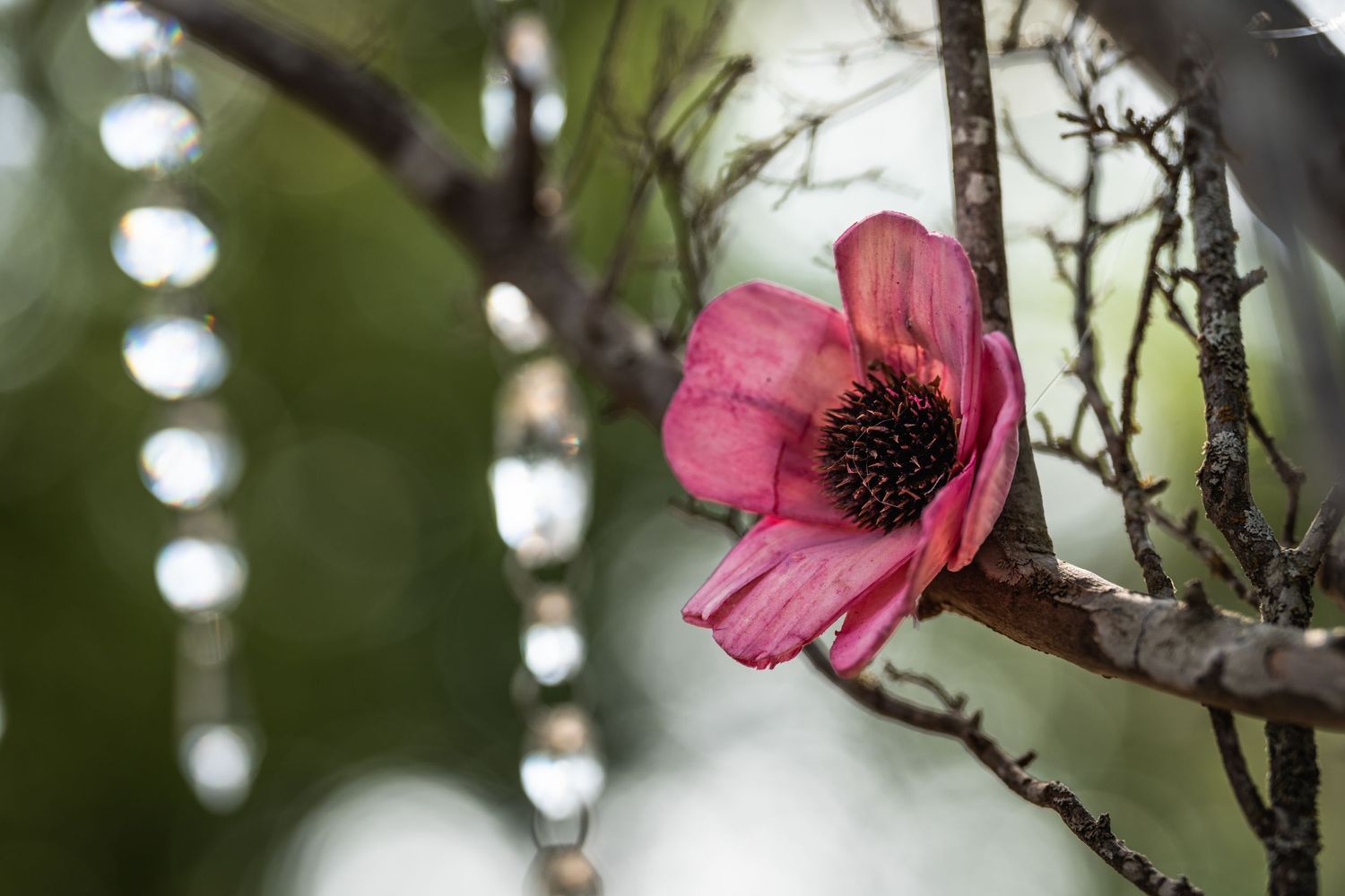 A pink anemone flower blooms against a blurred natural background with bokeh lights.