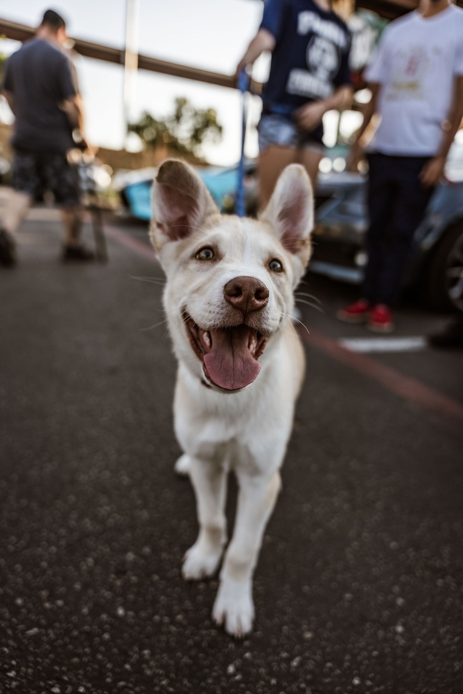 A happy white dog with perked ears smiles at the camera during a car show event.