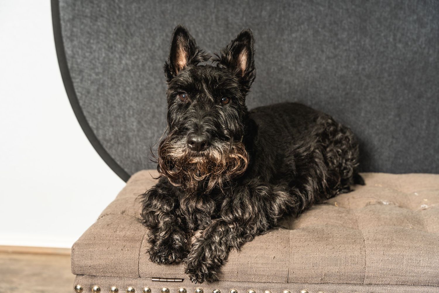 Scottish Terrier resting on a tan cushioned seat against grey background.