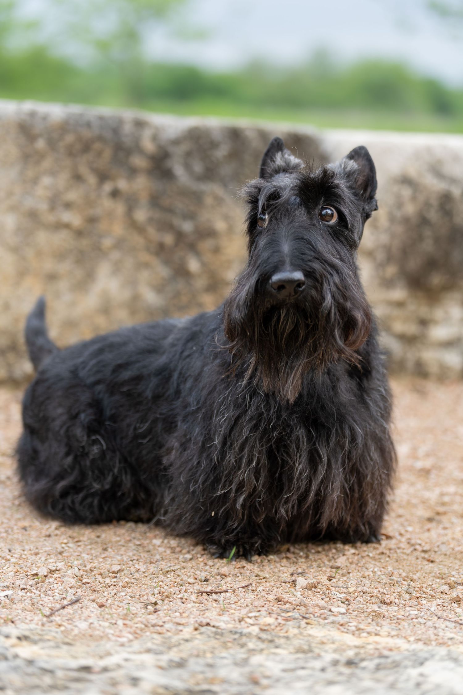 Black Scottish Terrier dog standing alert on sandy ground with stone wall background.