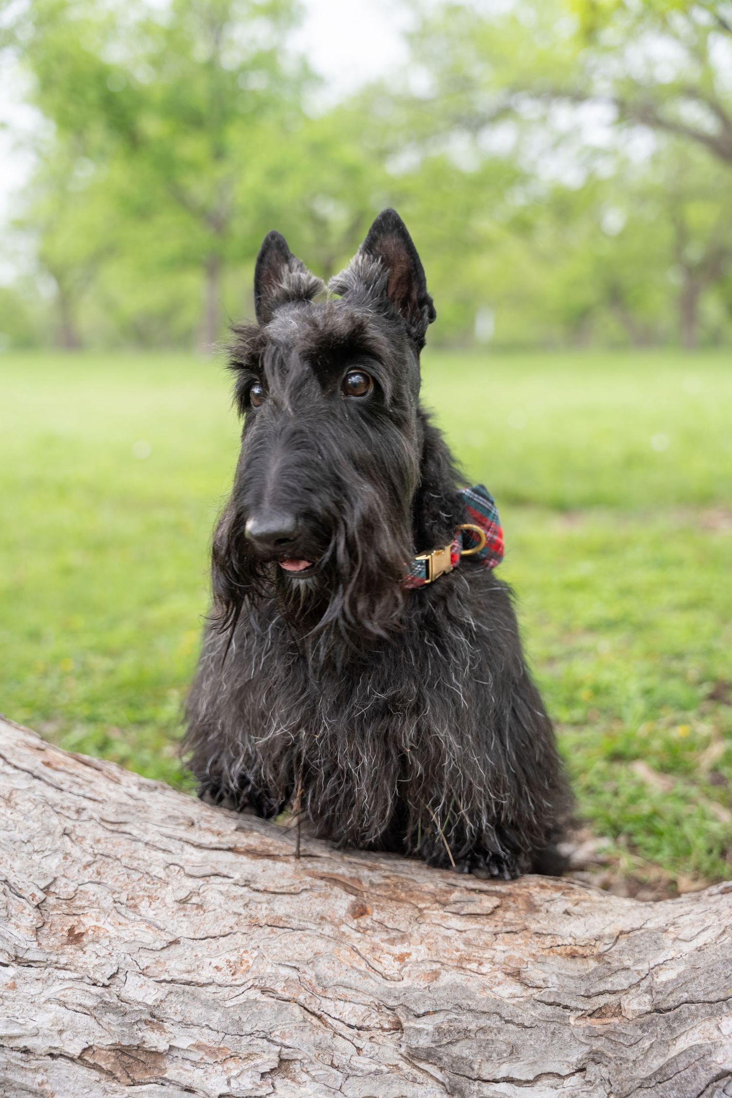 Black Scottish Terrier dog with colorful collar resting paws on a log in a green park.