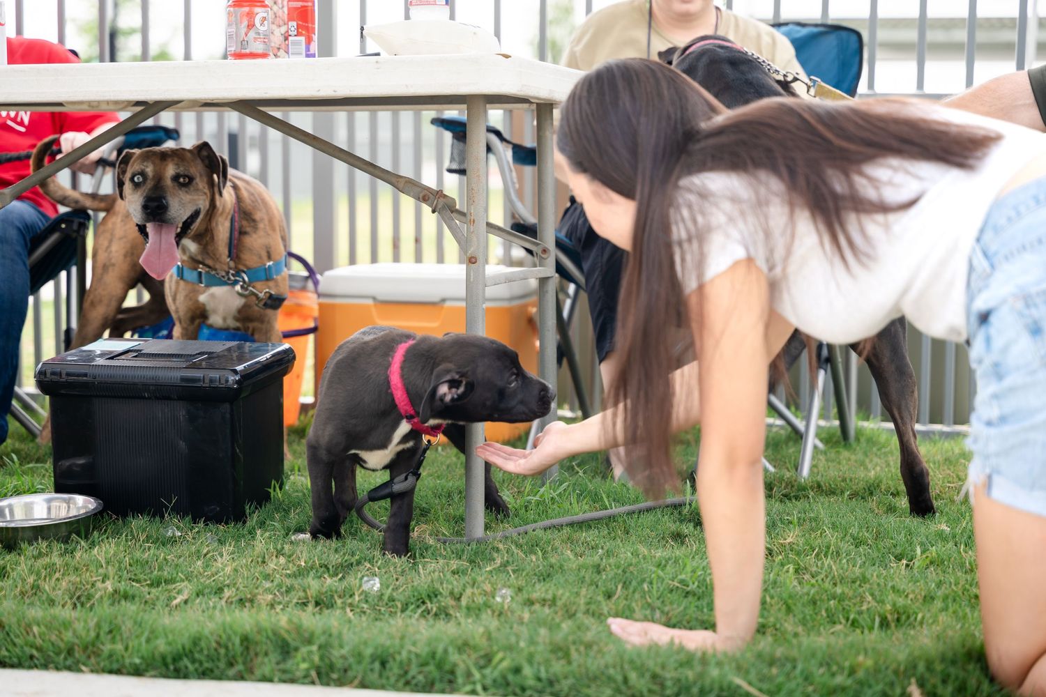 People interacting with a dog at an outdoor event on grass.