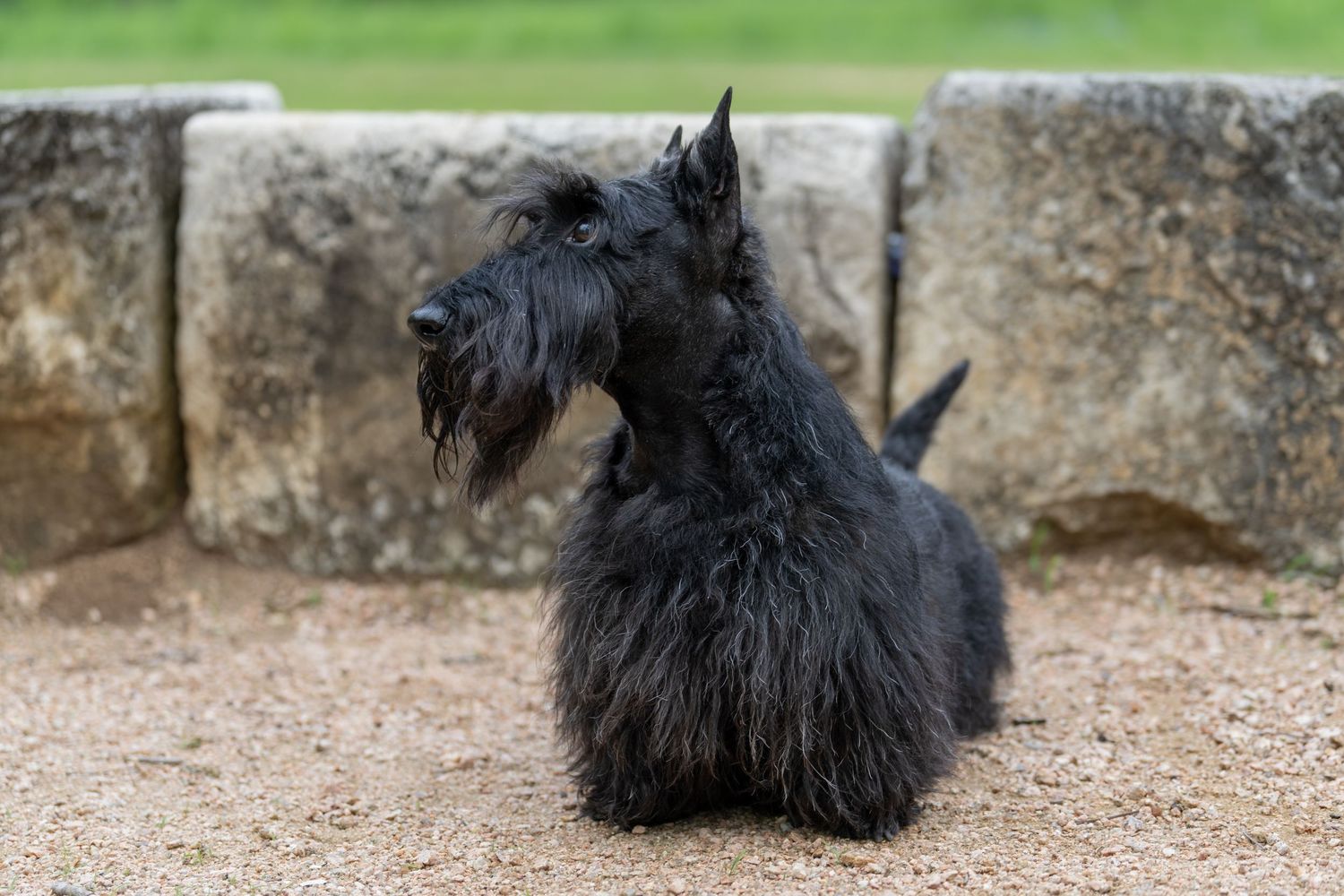 A black Scottish Terrier dog standing alert on gravel ground with stone wall background.