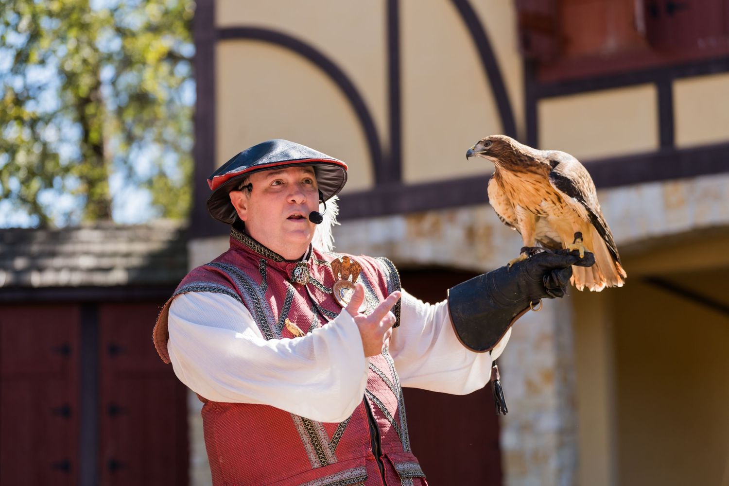 Falconer in period costume demonstrates bird handling during renaissance festival show.