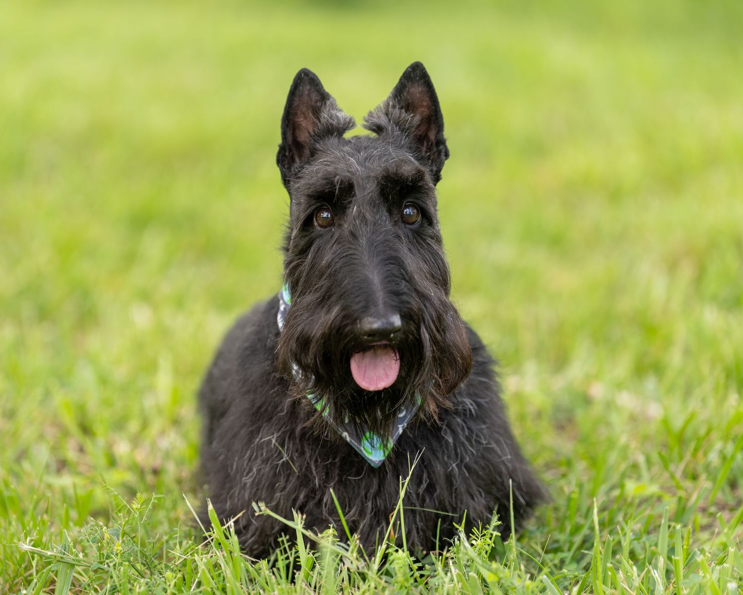 A black Scottish Terrier dog lying on green grass with tongue out, wearing a teal collar.