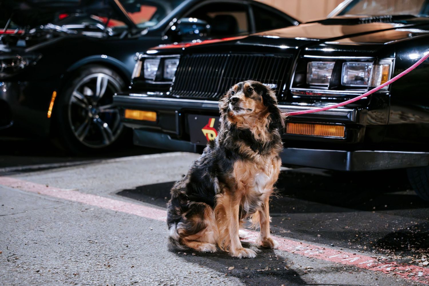 German Shepherd mix dog sits attentively in parking lot with classic cars in background.