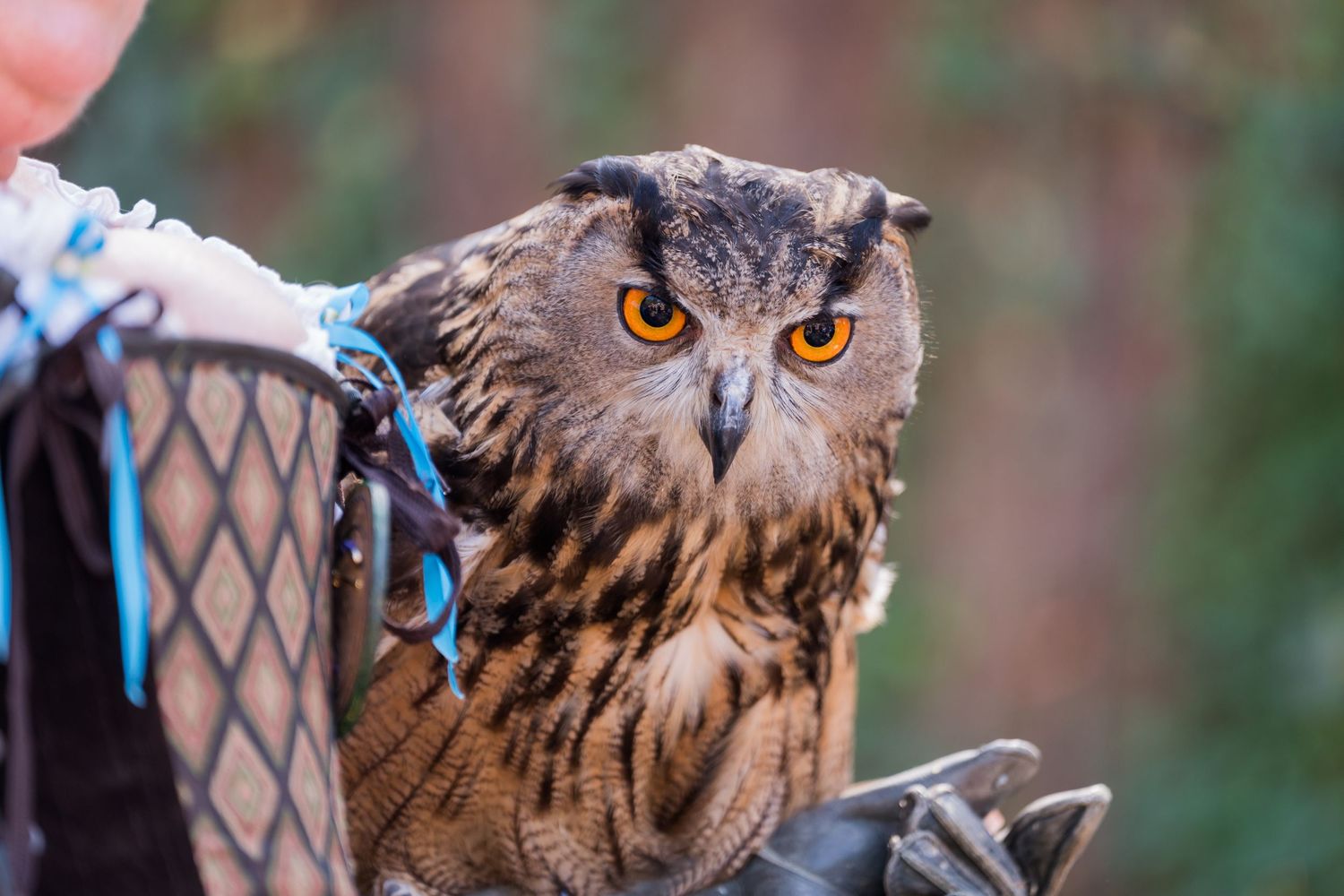 Close-up of majestic horned owl with piercing yellow eyes at renaissance festival.