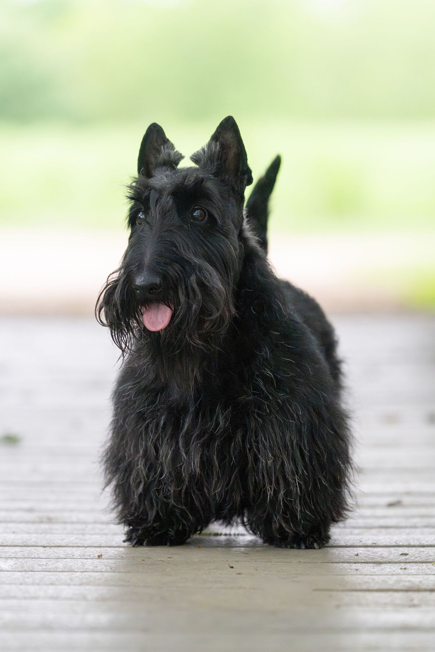A fluffy black Scottish Terrier stands on a wooden deck with tongue out, set against a blurred green background.