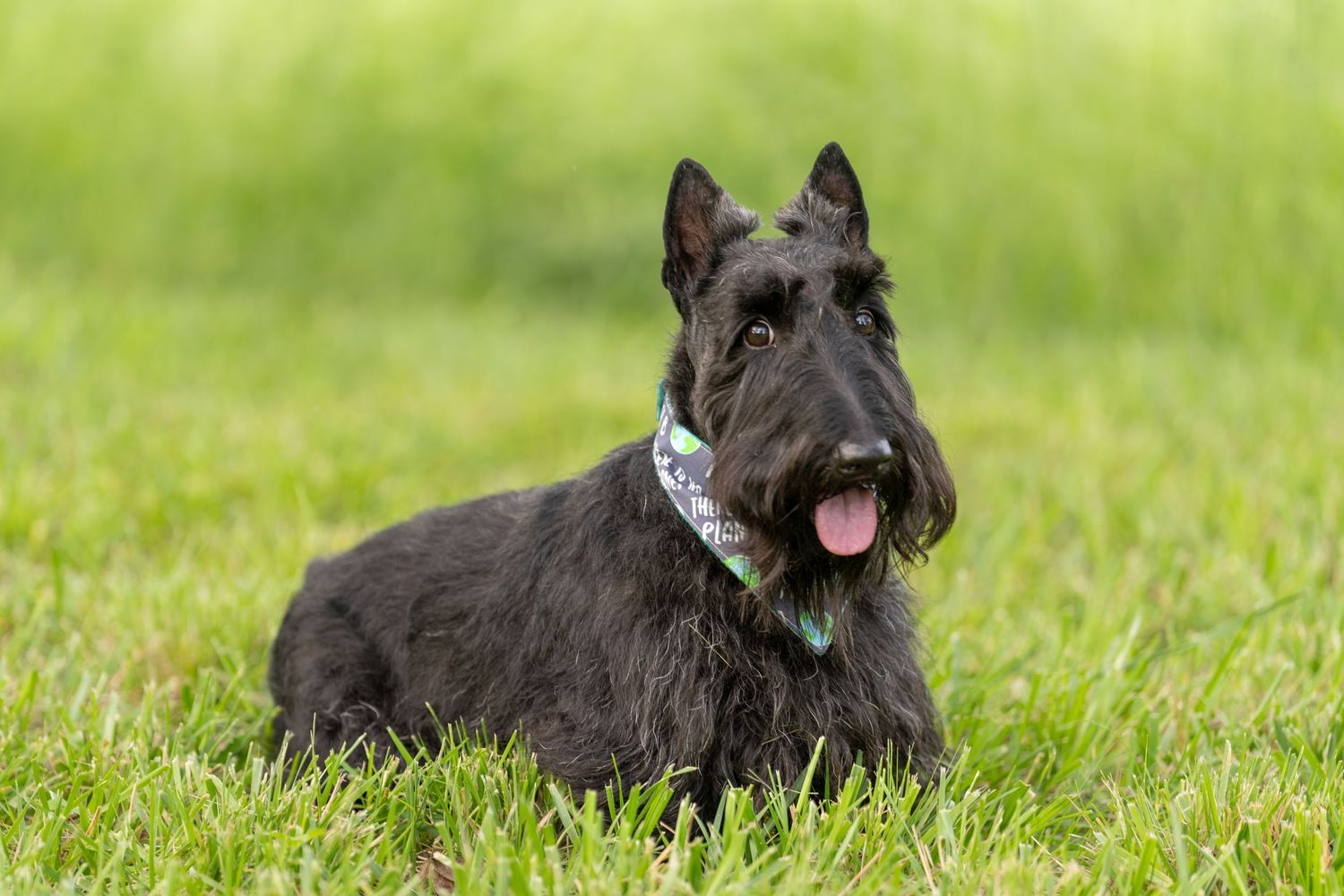 Black Scottish Terrier dog lying on green grass with tongue out, wearing a decorative collar.