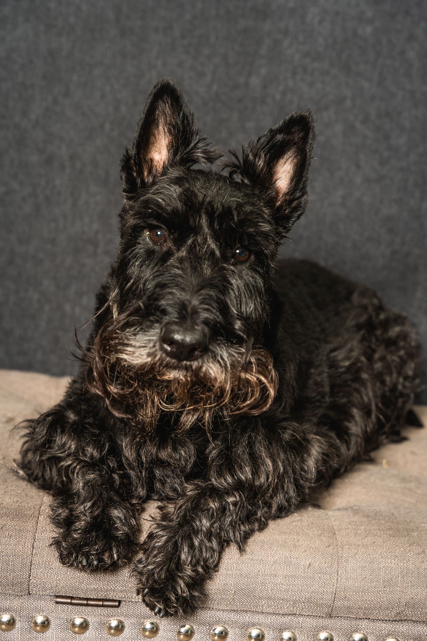 Black Scottish Terrier dog with curly fur lying on beige upholstered furniture.