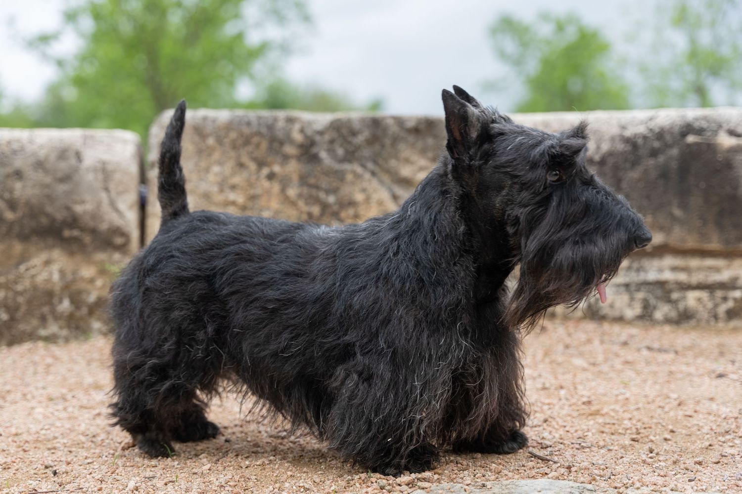A black Scottish Terrier dog standing proudly on sandy ground with a stone wall backdrop.