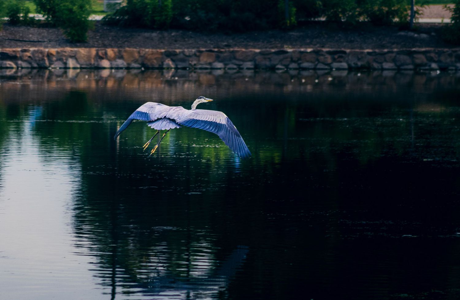 A graceful white heron flies low over calm reflective water with a stone wall visible in the background.