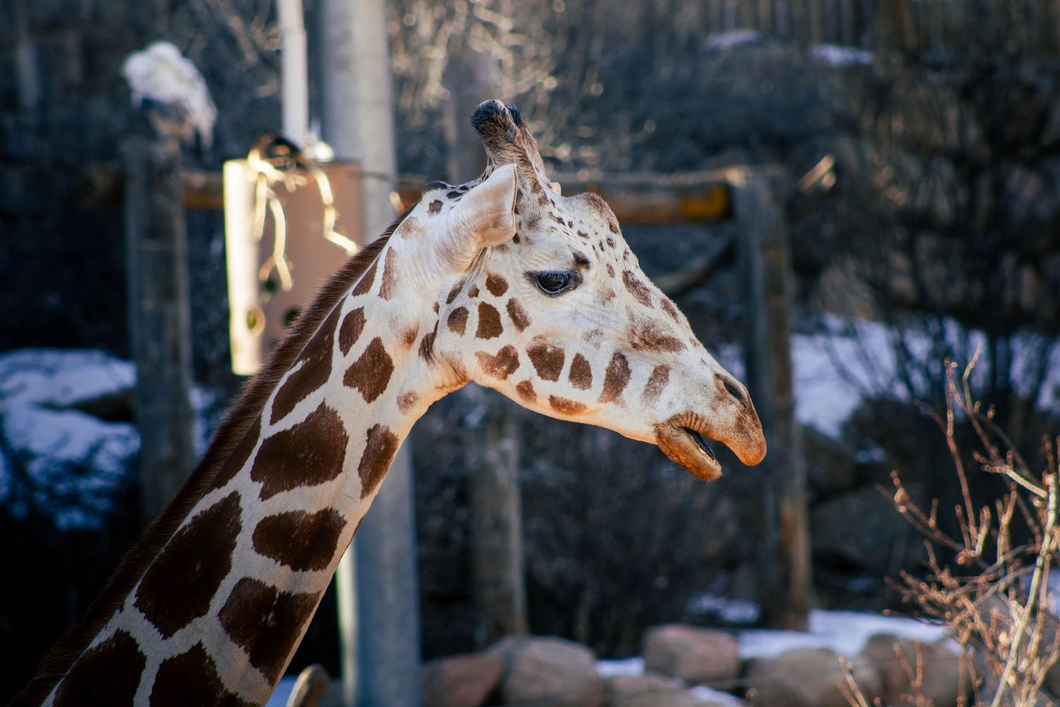 Tall giraffes walking through a snowy winter landscape surrounded by bare trees.