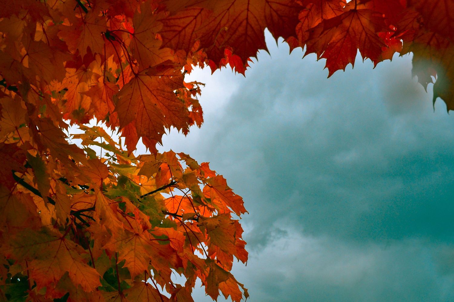 Vibrant red autumn maple leaves against a moody turquoise sky.