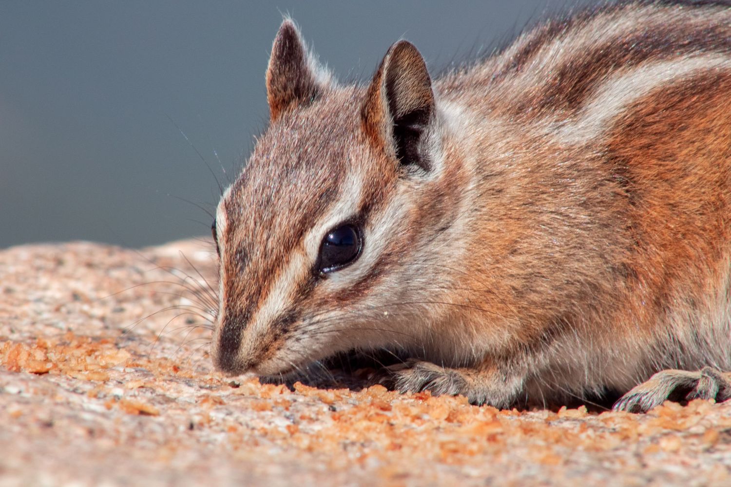 Close-up of ground squirrels resting on rocky surface.