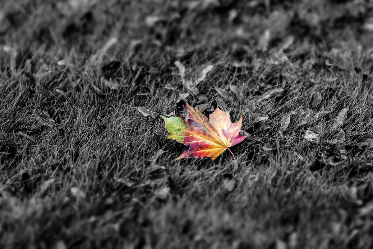 Colorful autumn leaf on black and white textured ground.