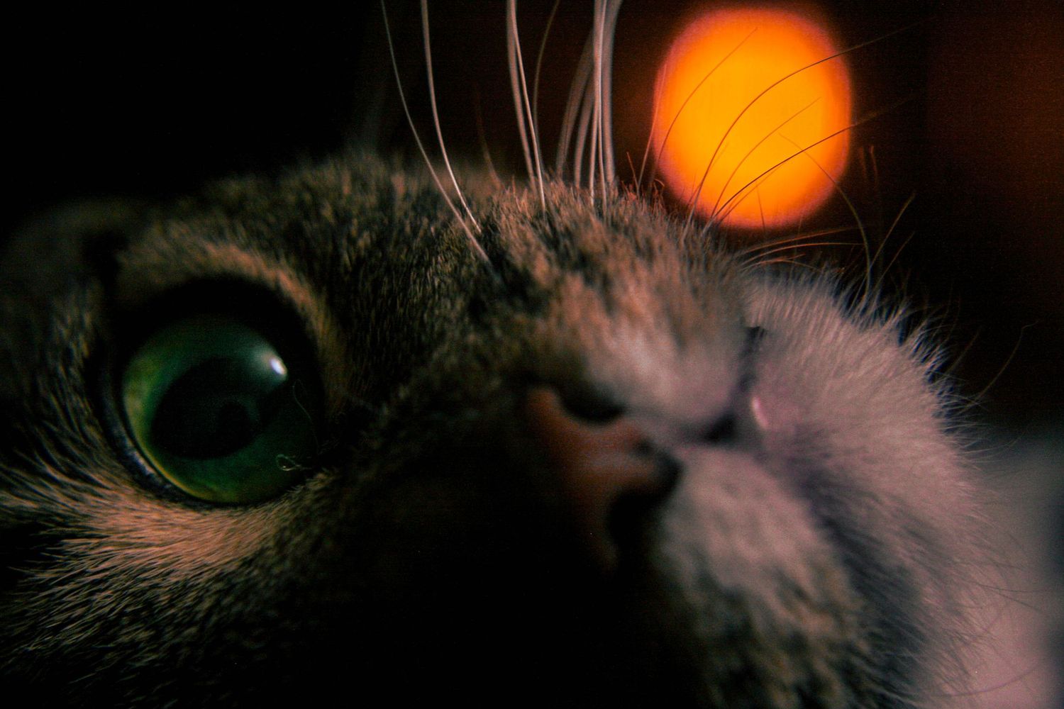 Cat's face in shadow with bright orange sun or light in background.