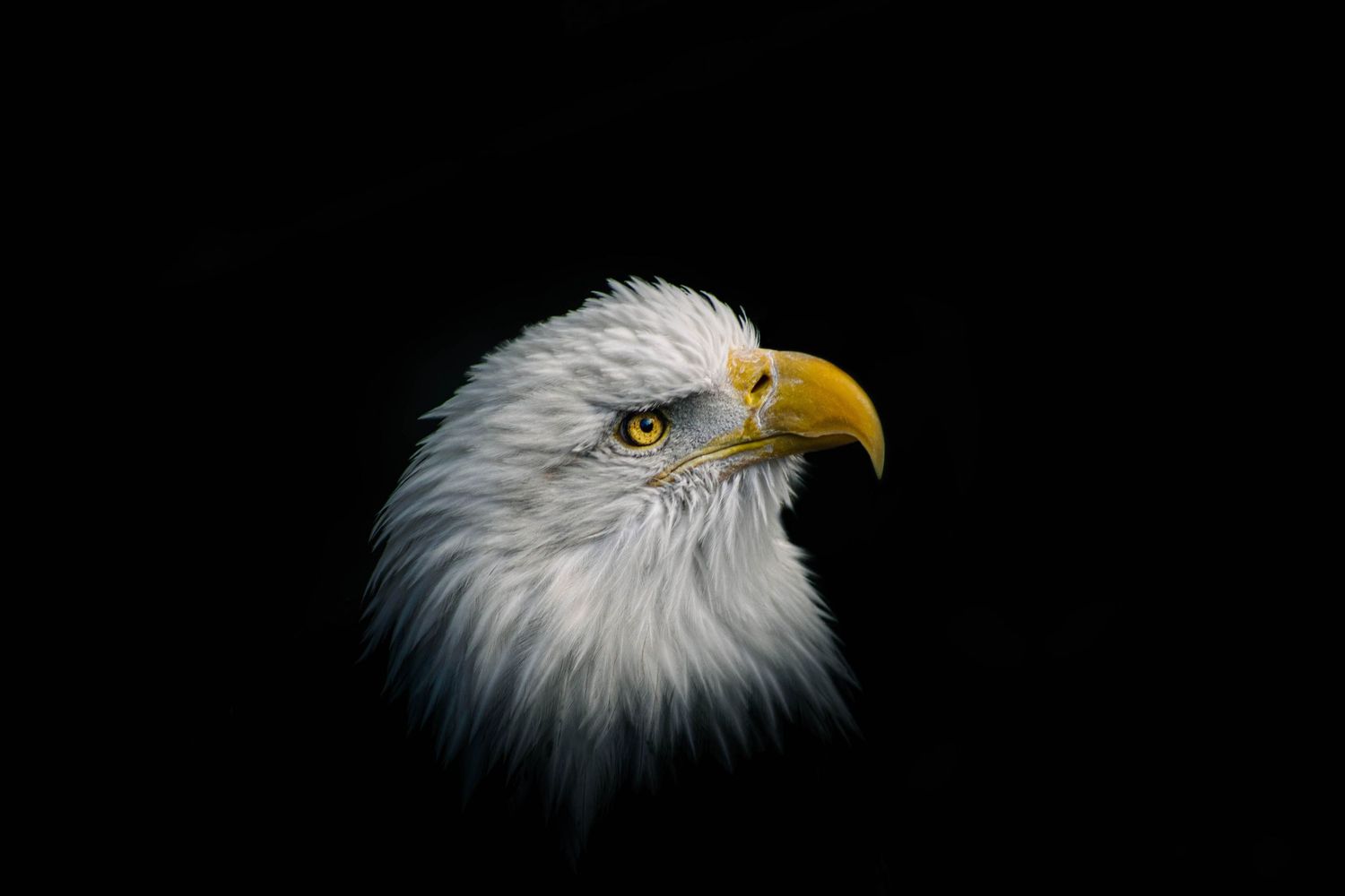 Dramatic portraits of bald eagles against a black background showing their majestic profiles.