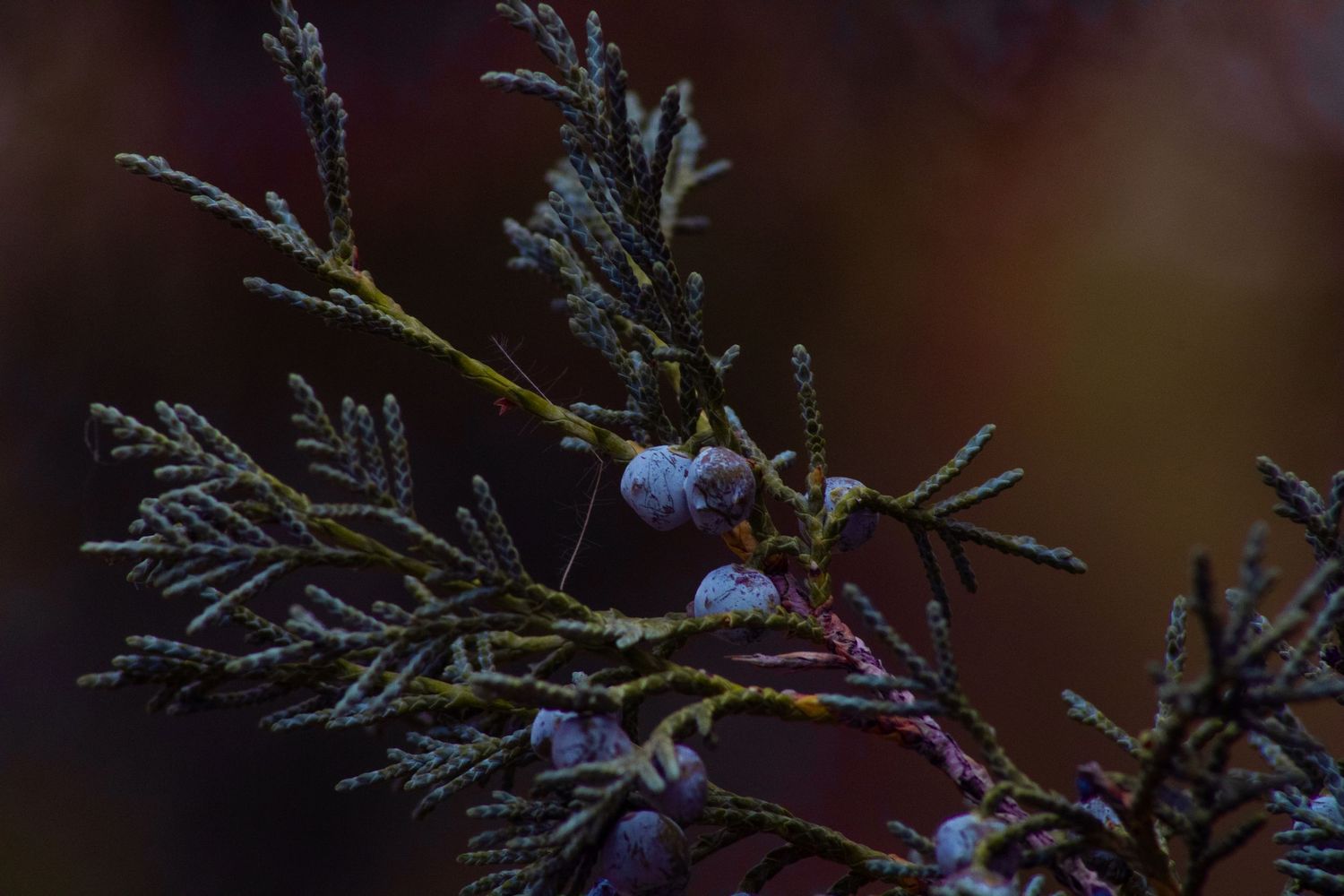 Frost covered pine needles and branches in winter macro shot.