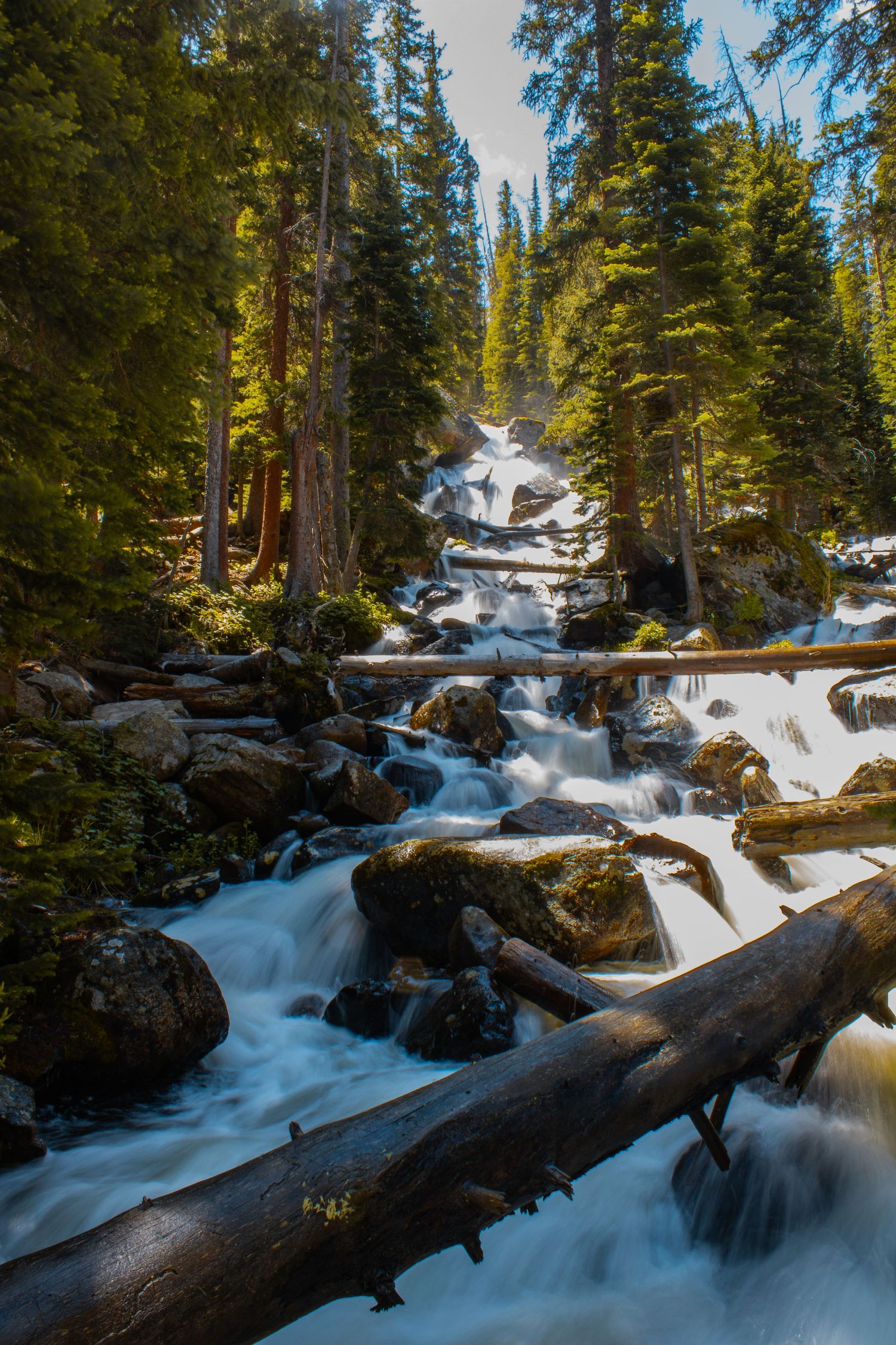 Cascading waterfall flows through snowy rocks and fallen logs in a pine forest landscape.