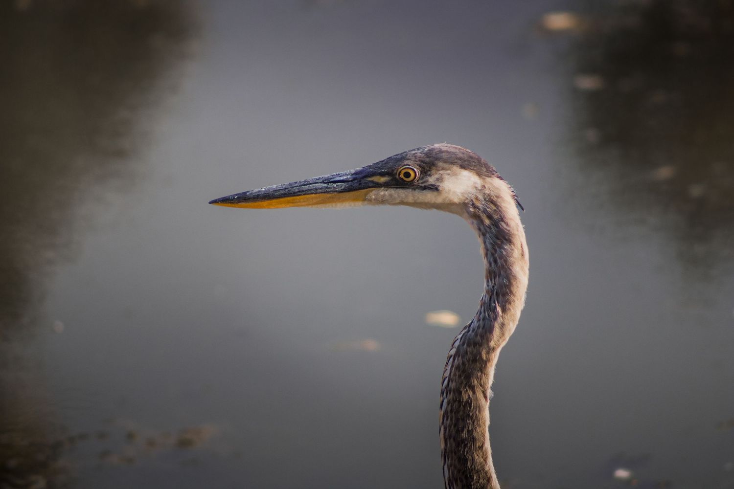 Close-up profile portrait of a Great Blue Heron with long neck and sharp beak against blurred water background.