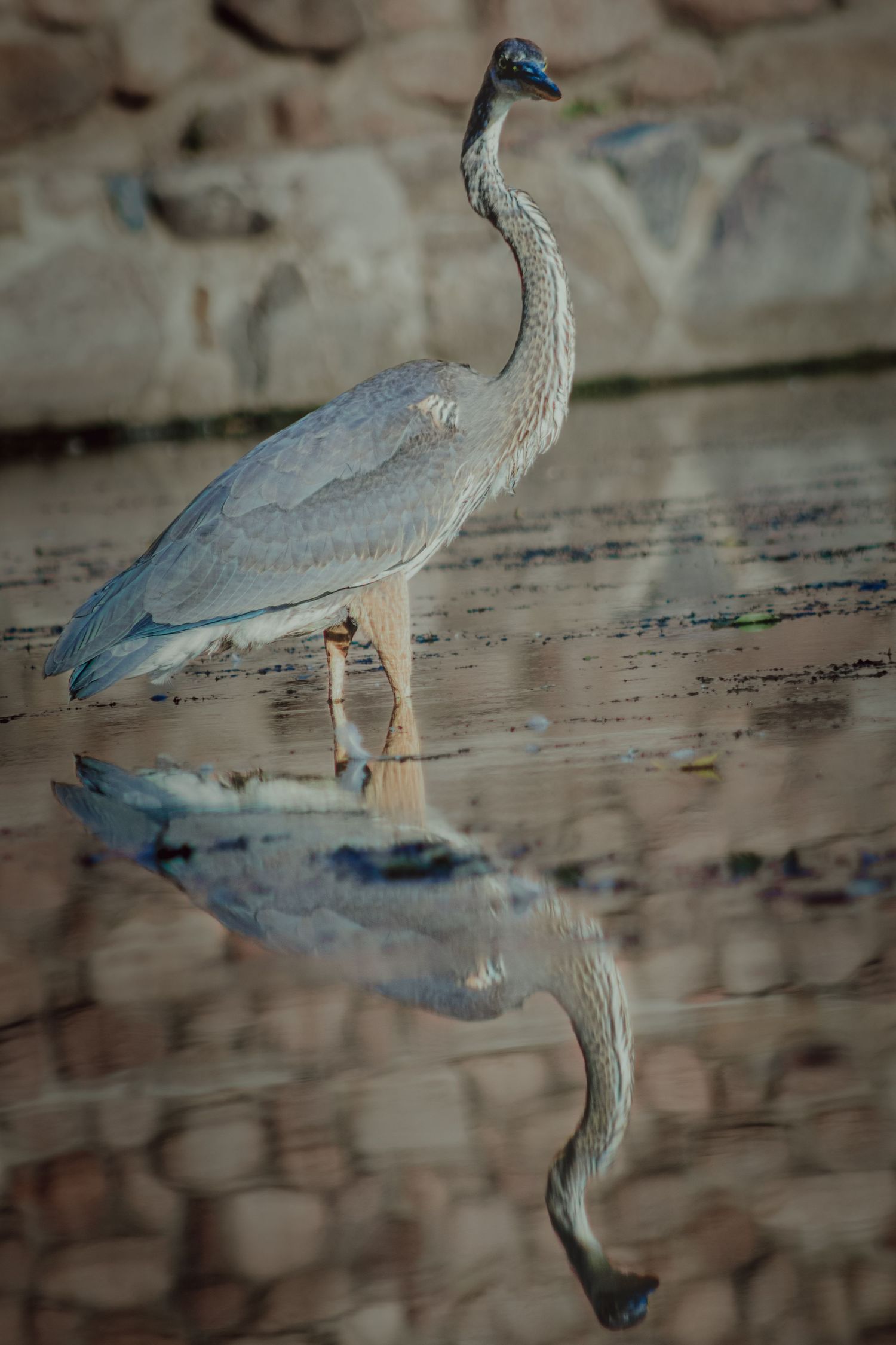 A tall grey heron stands in shallow water, creating a perfect mirror reflection in the calm surface.