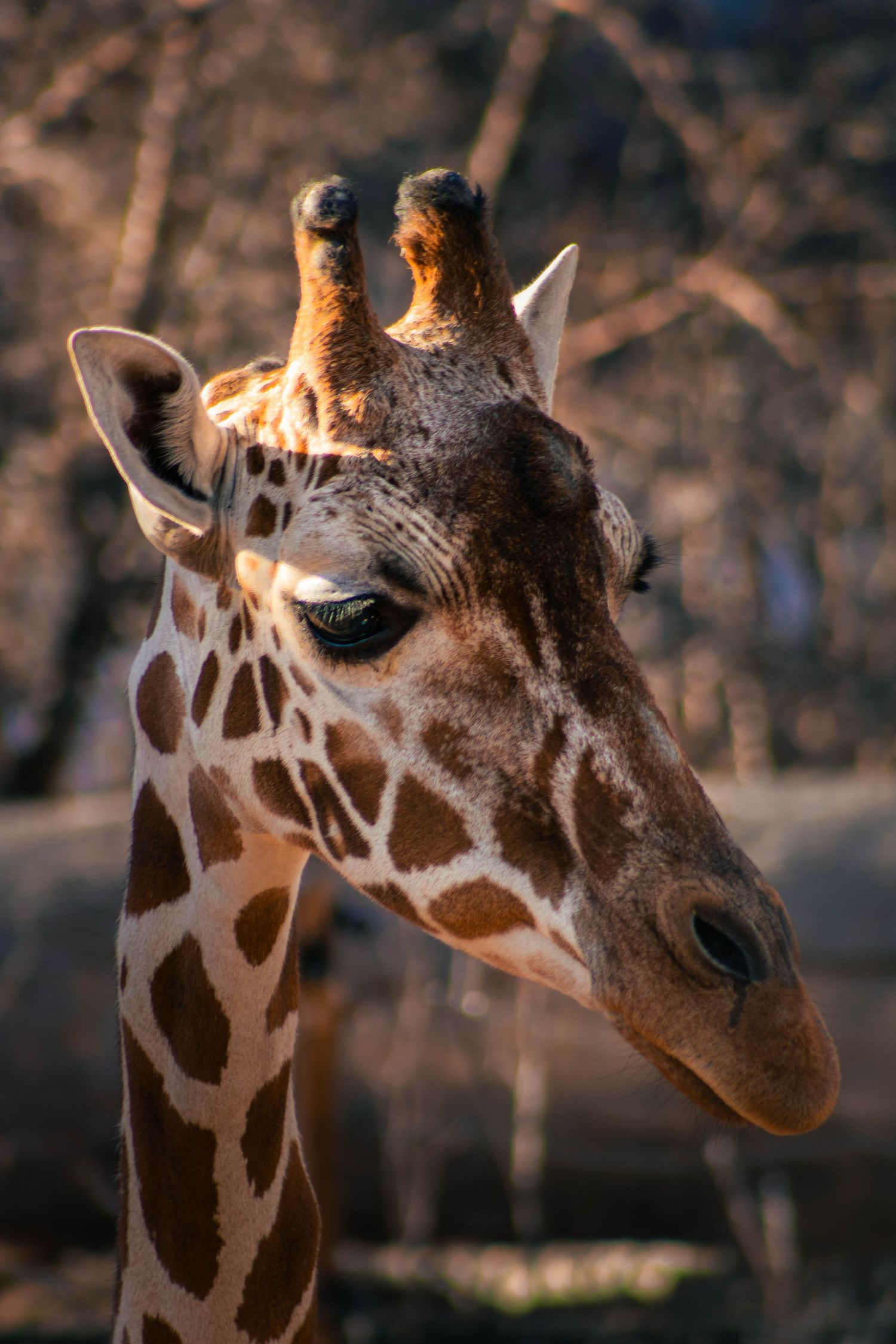 Close-up portrait series of a giraffe's face showing distinctive spotted pattern and gentle expression against blurred background.