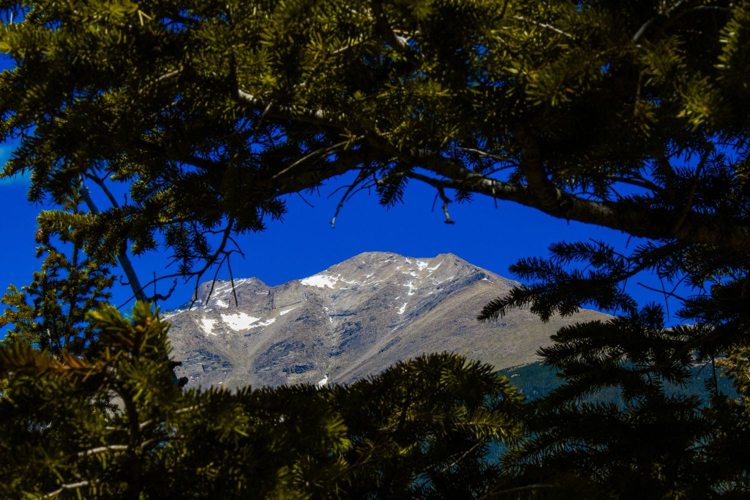Snow-covered mountain peaks visible through a natural frame of evergreen trees against a vivid blue sky.