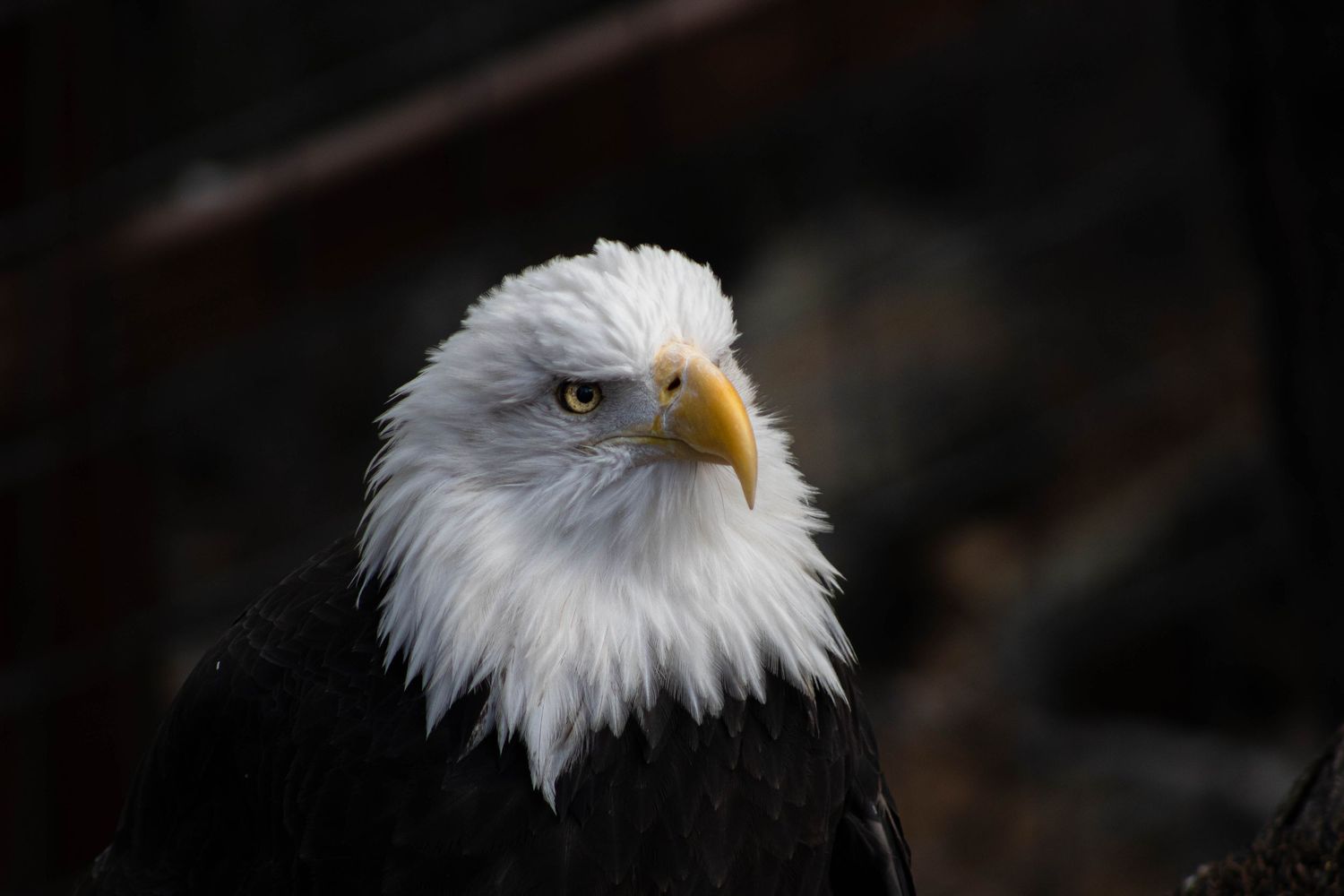 Majestic bald eagle with white head and fierce yellow eyes photographed against dark background.