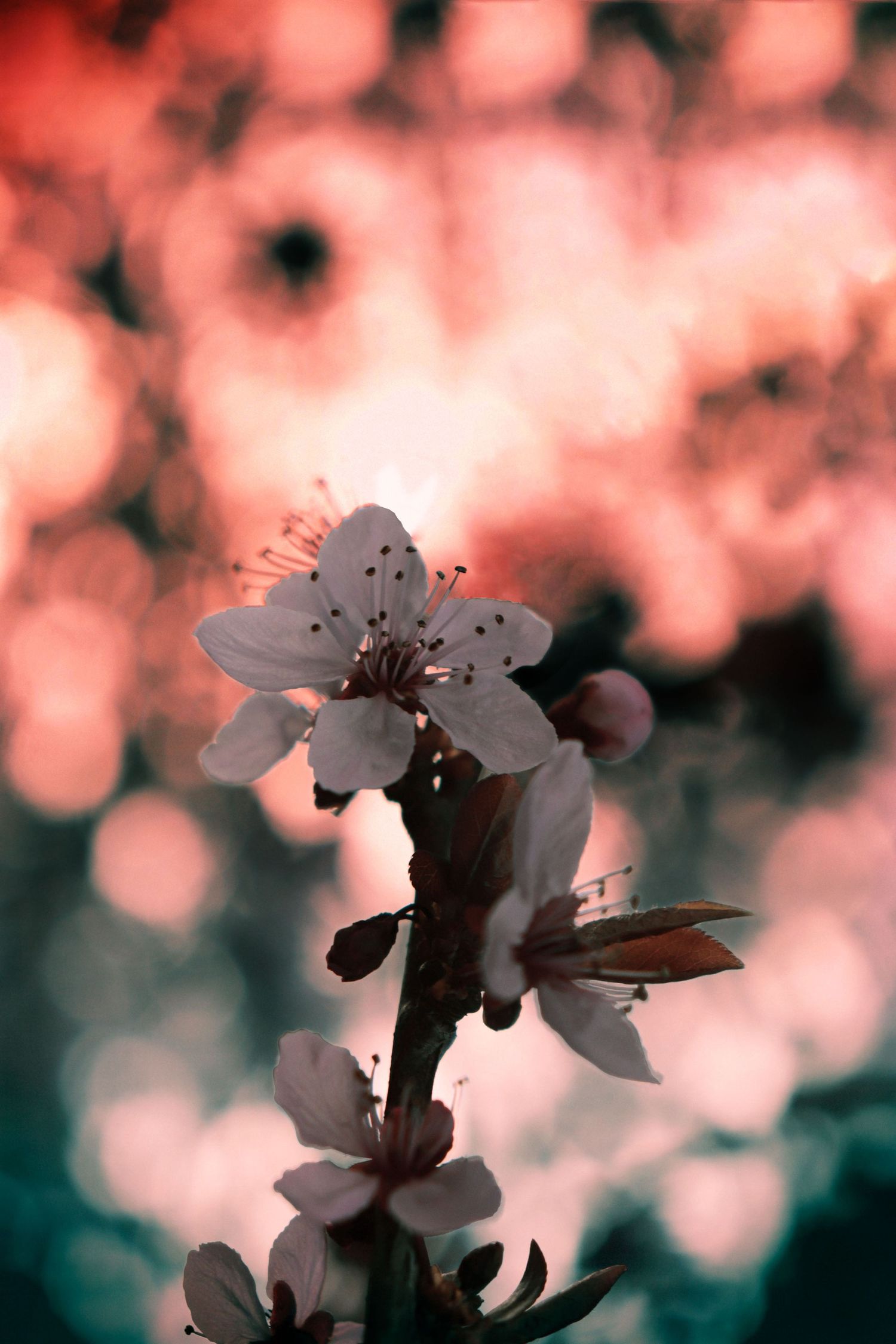 Cherry blossoms silhouetted against pink and teal bokeh background.