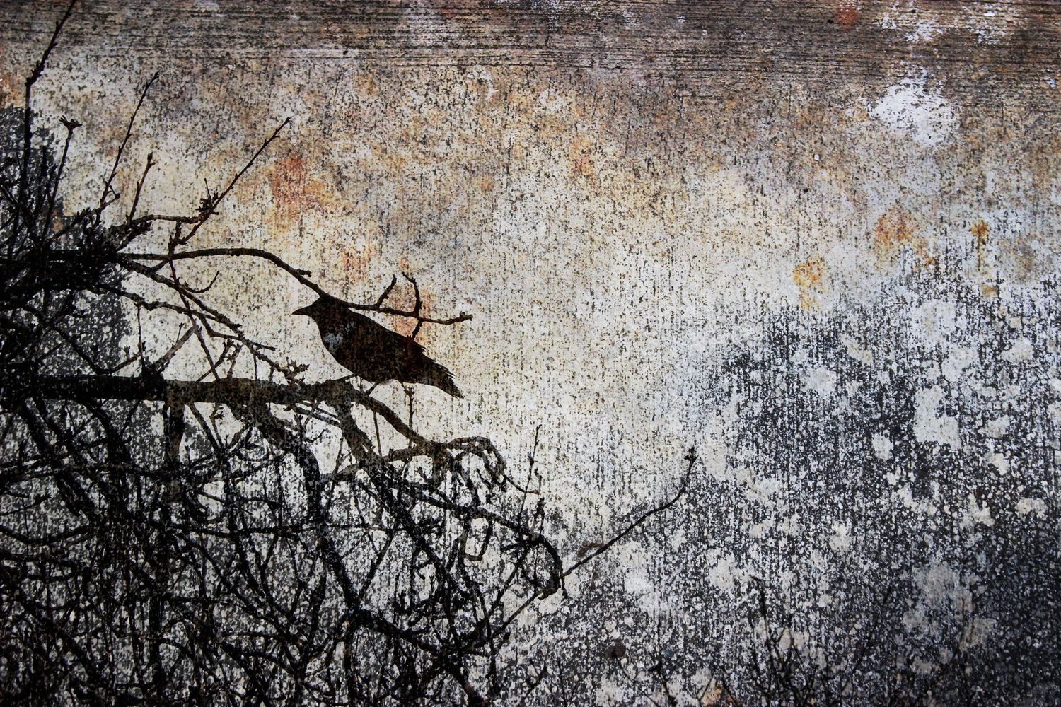Silhouette of a bird perched on tree branches against a weathered gray wall texture.