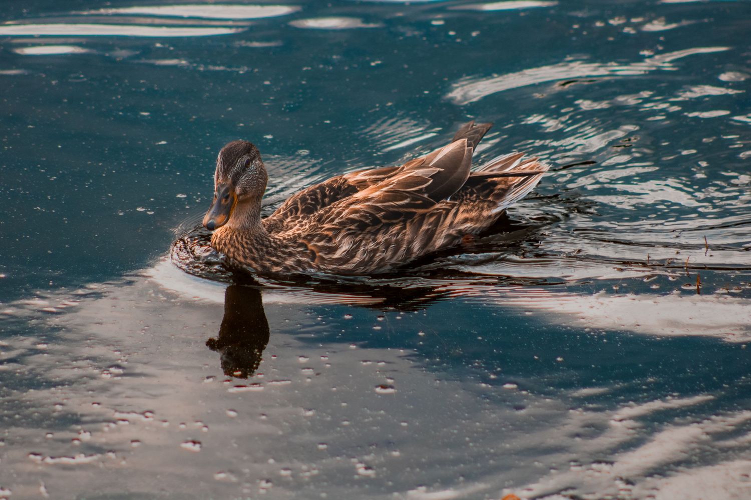 Brown duck glides gracefully across the turquoise water surface, creating gentle ripples in its wake.