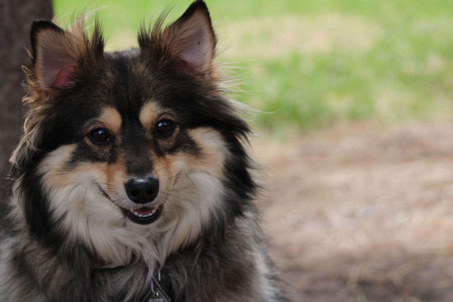 Close-up portrait of a Pomeranian dog with fluffy brown and black fur.